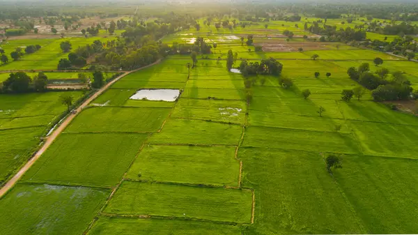 Yağmurdan sonra pirinç tarlalarının ve toprak yolların havadan görünüşü