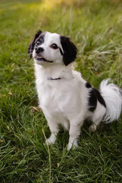 Dışarıdaki yeşil çimlerde oturan siyah beyaz köpeğe haber verin.