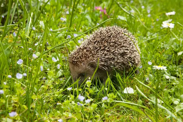 Genç kirpi bahçede yürüyor