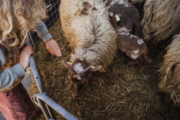 Koyun ve kuzular rahat bir ahırın içinde dinleniyor ve etkileşime giriyorlar.