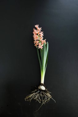 Kökleri sökülmüş mercan sümbülü bitkisi Kara Arkaplanda