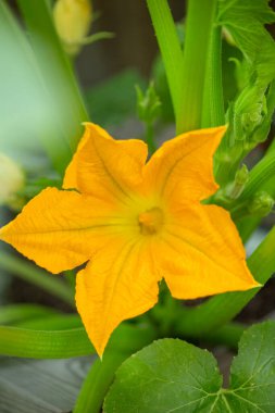 Full Bloom Macro Garden Fotoğrafçılık 'ta canlı sarı kabak çiçeği.