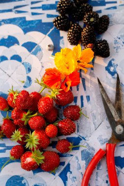 Böğürtlen, mastürbasyon çiçekleri, makas mavi kiremitler üzerinde