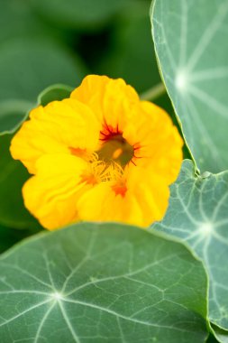 Yeşil Yapraklı Canlı Nasturtium Çiçekleri