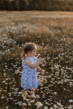 Küçük kız papatya tutuyor, tedavi için papatya topluyor..