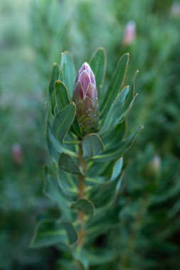 Yeşil bir alanda pembe protea tomurcuğu