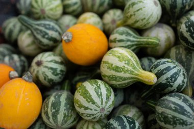 Yeşil çizgili ve turuncu kabaklı sarı kabaklar.