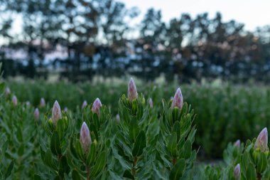 Yeşil bir alanda pembe protea tomurcukları