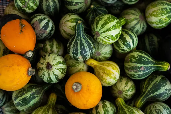 Çizgili yeşil kabaklar ve karışık hasat yığınında portakal kabağı.