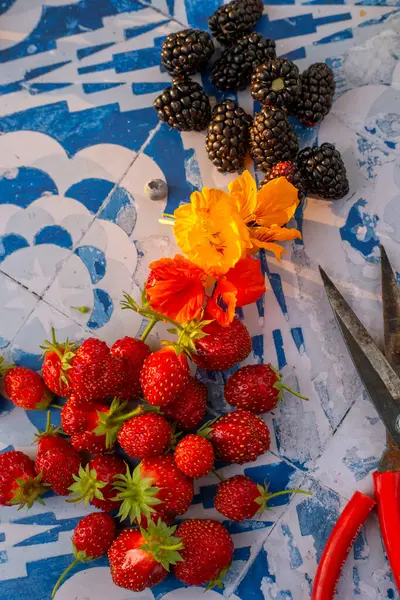 Böğürtlen, mastürbasyon çiçekleri, makas mavi kiremitler üzerinde