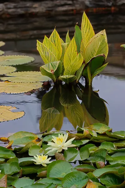 Suda yansıyan yapraklar...