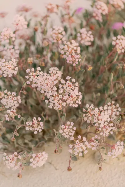 White Sands, New Mexico 'da açan açık pembe kum verbenası..