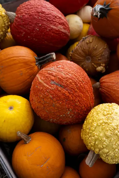 Kırsal bir sandıkta pürüzsüz ve engebeli balkabaklarının renkli karışımı