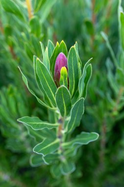 Parlak yeşil alanda pembe protea çiçeği