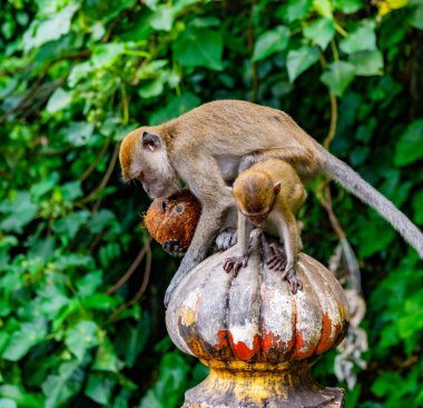 Batu Mağaraları ve Murugan heykeli. Gombak, Selangor Malezya