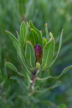 Yeşil alanda pembe protea bitkisi