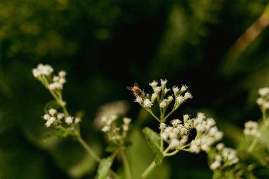 Beyaz Yılan Ayağına polen bulaştıran bal arısına yaklaş