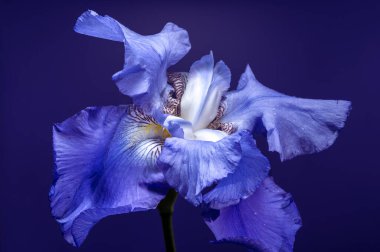 Mavi İris Koyu İndigo Arkaplanına Karşı Çiçek Açtı