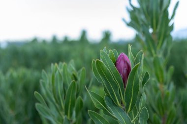 Yeşil bir alanda pembe protea çiçeği tomurcuğu