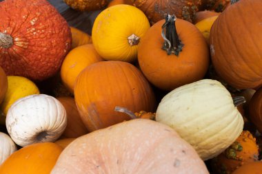 Turuncu, sarı, beyaz ve kırmızı renkli kabaklar.