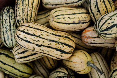 Çeşitli renklerde şeritli bir kabağa yakın plan.