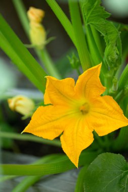 Arka bahçede çiçek açan kabak çiçekleri.