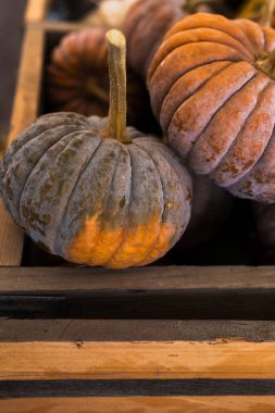 Tozlu turuncu-gri balkabağı güneş ışığında tahta sandıkta dinleniyor.
