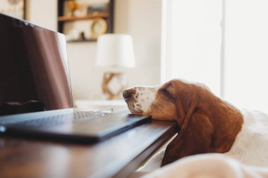 Yorgun Basset tazı uykusu açık iş bilgisayarının yanında.