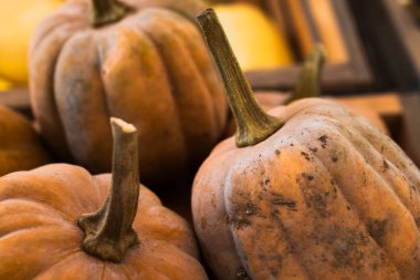 Yumuşak doğal ışıklandırmada uzun saplı taşralı kahverengi balkabakları