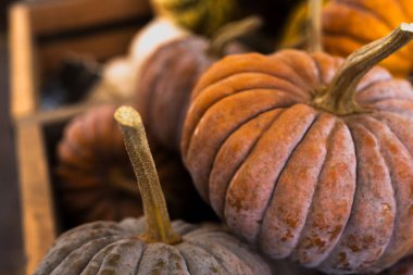 Ahşap sandıkta tozlu turuncu aile yadigarı balkabaklarının yakın çekimi.