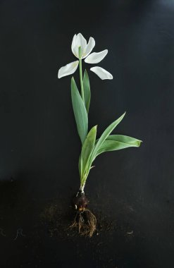 Bahar sezonunun sonunda siyah üzerine beyaz lale.