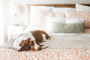 Basset av köpeği evde rahat bir yatağın ucunda yatıyor.