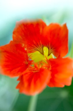 Parlak Turuncu Nasturtium Çiçekleri Açtı