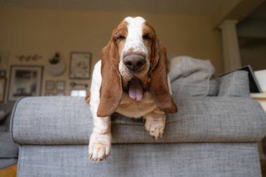 Şirin Basset Köpeği İçeride Kanepede dinlenirken Esniyor