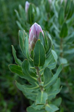 Yeşil bir alanda pembe protea tomurcuğu