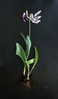 Siyah zemin üzerine kök salmış Mor Flaming Flag Lale, güzel sanatlar
