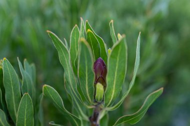 Yeşil alanda pembe protea bitkisi