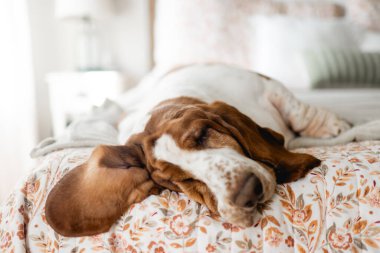 Uykucu av köpeği evinde rahat bir çiçekli yatak örtüsünde dinleniyor.
