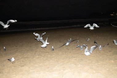 Gece vakti kumlu Manly Sahili 'nde parıldayan martı sürüsü