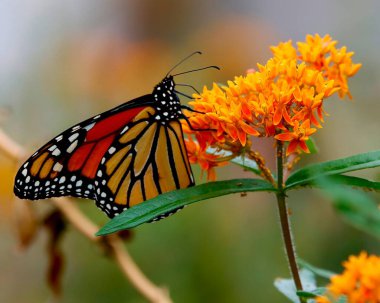 Kral kelebeği yaz bahçesinde parlak turuncu çiçeklerle besleniyor.