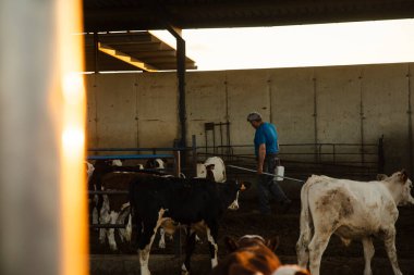 Çiftçi gün batımında ahırda buzağıları besliyor.