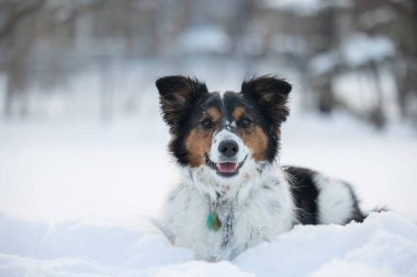 Yüzünde karla karda mutlu bir köpeğin yakın çekimi.