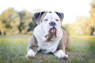 Şişko ve küstah gri buldog gururla tarlada uzanıyor..