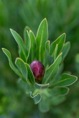 Yeşil bir alanda pembe protea çiçeği tomurcuğu