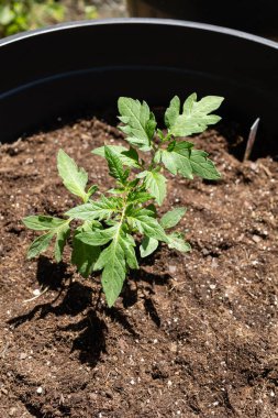 Domates tohumu büyük bir konteynırın içine ekilmiş..