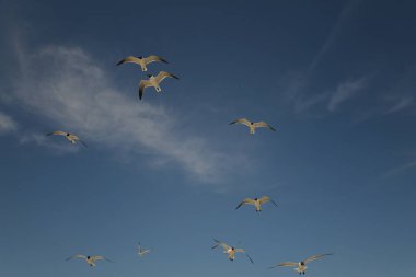 Martı sürüsü mavi gökyüzü Cape Hatteras Ulusal Deniz Kıyısı