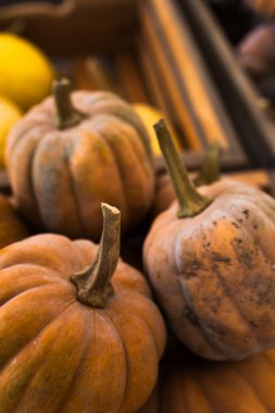 Dik saplı tozlu kahverengi balkabaklarının yakın çekimi