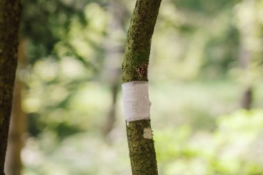 Ormanda sarılı tıbbi gazlı bez.