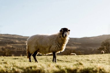 Swaledale Koyunları Gölün Kalbinde Gururla Duruyor