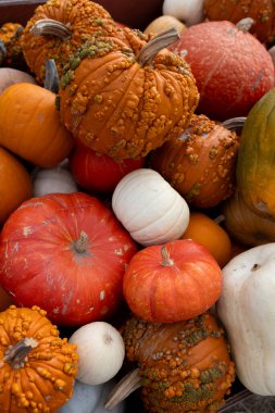 Renkli engebeli ve pürüzsüz aile yadigarı balkabakları ve kabakları yığını